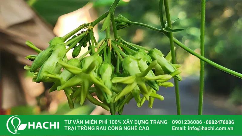 Nếu bạn chưa biết mùa hè trồng rau gì thì có thể trồng hoa thiên lý