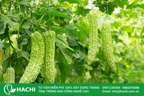 Mùa hè miền Bắc thích hợp trồng mướp đắng