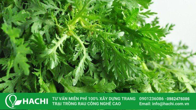 Rau cải cúc dễ trồng, phát triển tốt trong mùa hè