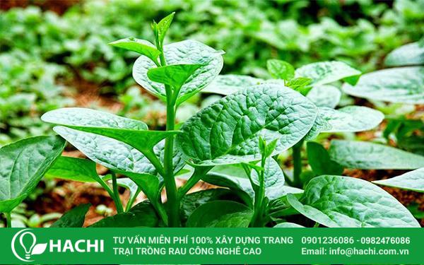 Rau mồng tơi là loại rau được trồng phổ biến trong mùa hè