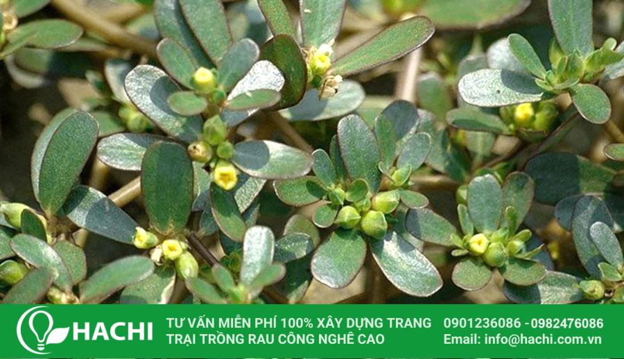 Rau sam trồng mùa hè giúp cây xanh tốt, đạt năng suất cao