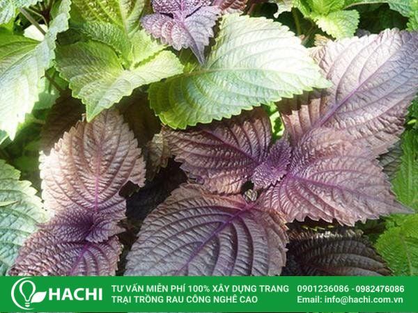 Rau tía tô trồng mùa hè cho lá to, tươi non