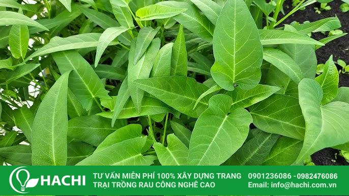 Rau muống là loại rau thích hợp trồng mùa hè
