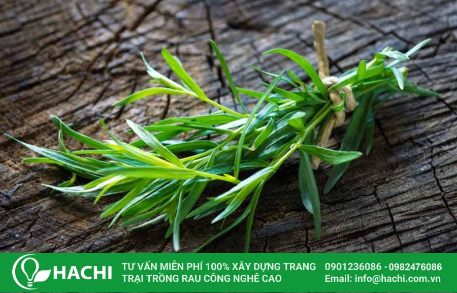 Các loại rau thơm trồng được trong bóng râm phát triển tốt nhất 20 Ngải giấm