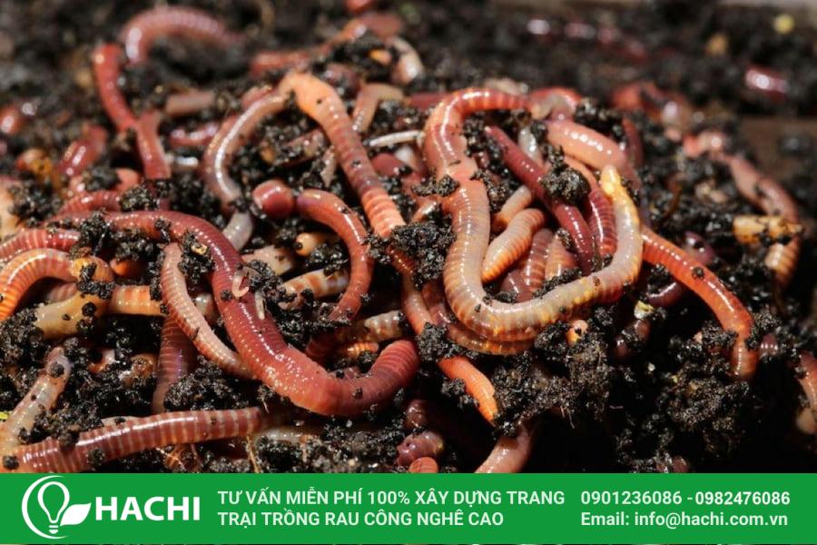 7 Cách cải tạo đất sét để trồng rau hiệu quả chi tiết từ A đến Z 14 Giun đất giúp làm tơi xốp đất hiệu quả