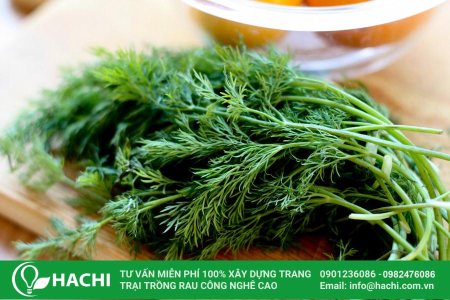 Các loại rau thơm trồng được trong bóng râm phát triển tốt nhất 12 Bạn có thể lựa chọn trồng thì là trong bóng râm
