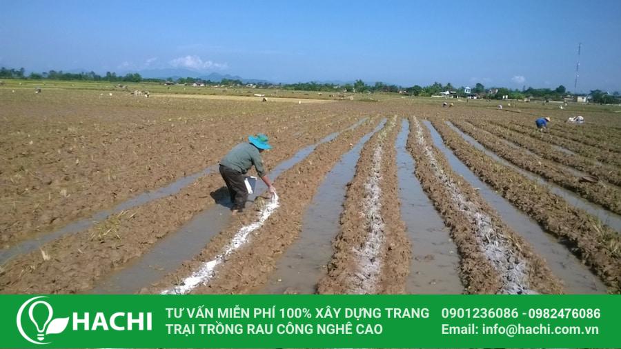 7 Cách cải tạo đất sét để trồng rau hiệu quả chi tiết từ A đến Z 13 Các luống cao sẽ giúp cây trồng tránh bị ngập úng trong mùa mưa