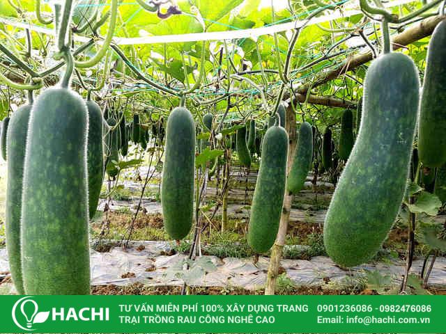 Tháng 10 tại miền Bắc thích hợp để trồng bí đao