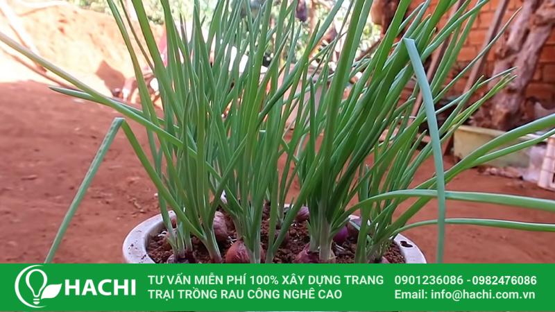 Hành lá thích hợp trồng tháng 10 tại miền Bắc