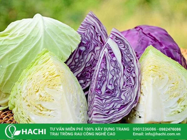 Bắp cải là loại rau thích hợp trồng tháng 10 tại miền Bắc