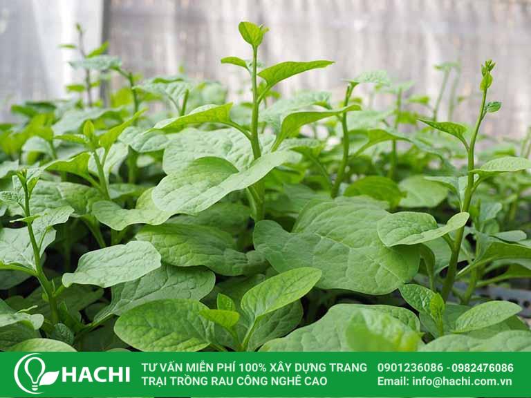 Có thể tham khảo trồng rau mồng tơi vào khoảng tháng 10 tại miền Nam