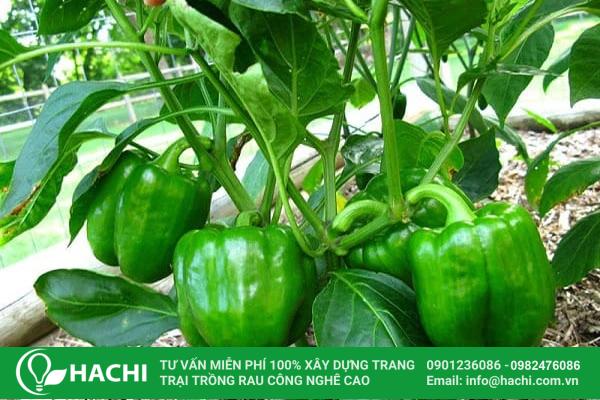 Có thể trồng ớt chuông vào tháng 10 tại khu vực miền Nam