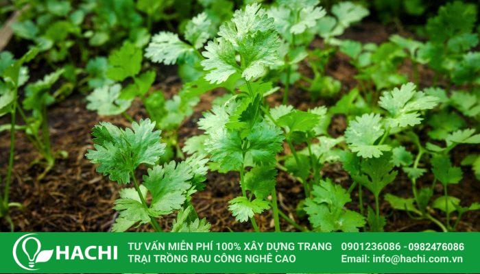 Có thể trồng rau mùi trong thùng xốp hoặc vườn nhà
