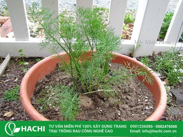 Thì là rất thích hợp với thời tiết tháng 10 tại miền Nam