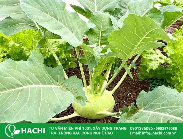 Tháng 10 tại miền Trung thích hợp trồng su hào cho hiệu quả vượt trội