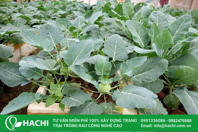 Người dân miền Nam có thể trồng su hào vào tháng 10 để thu hoạch tại gia  