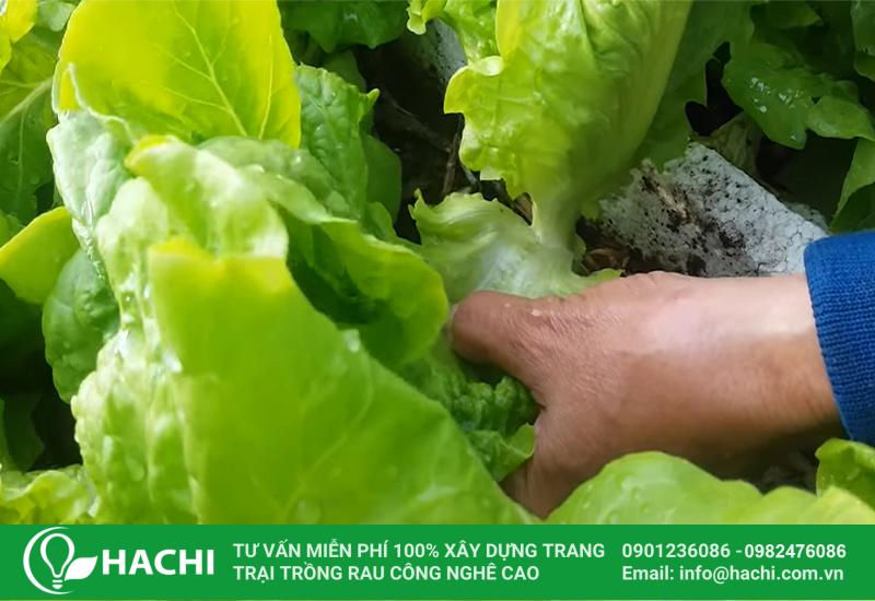 Trồng rau xà lách cho thu hoạch nhanh chóng