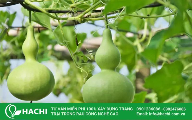 Trồng bầu hồ lô vào tháng 11 tại miền Bắc cho năng suất cao