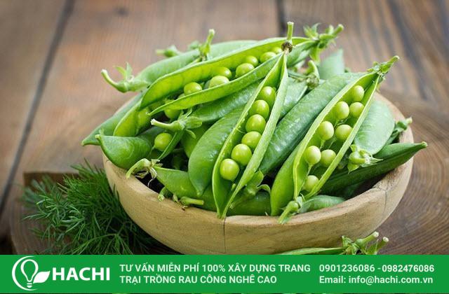 Tháng 12 là thời điểm thích hợp trồng đậu hà lan tại miền Bắc