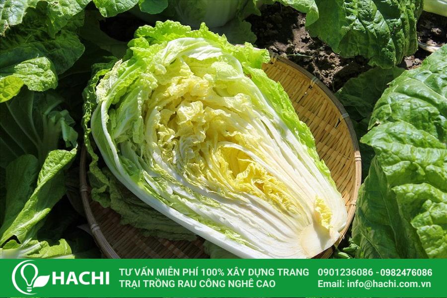 trong cai thao thang 9