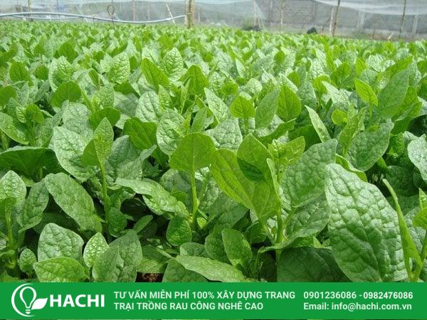 Mồng tơi cho thu hoạch nhanh chỉ sau khoảng 25 ngày