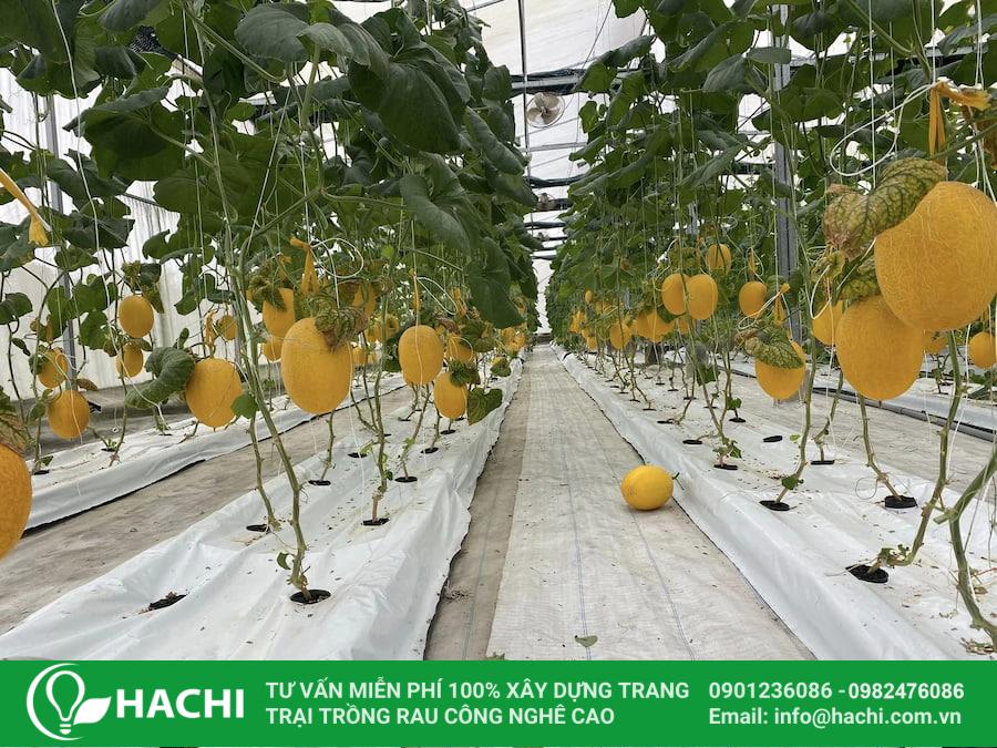 cach trong dua luoi thuy canh