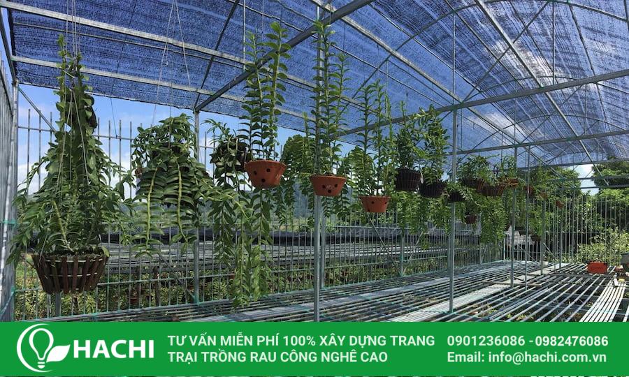 Hoa kiểng trồng trong nhà màng: Tất tần tật thông tin bạn cần biết 7 Mô hình trồng hoa kiểng trong nhà màng ngày càng được ưa chuộng trong thời gian gần đây