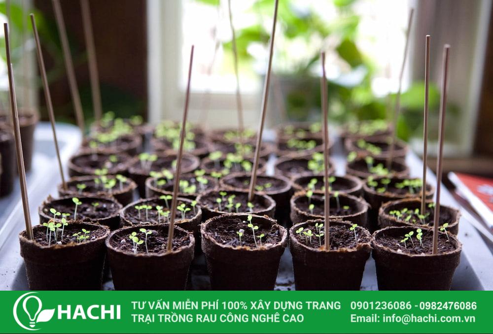 Hoa kiểng trồng trong nhà màng: Tất tần tật thông tin bạn cần biết 10 Gieo hạt hoặc trồng cây con