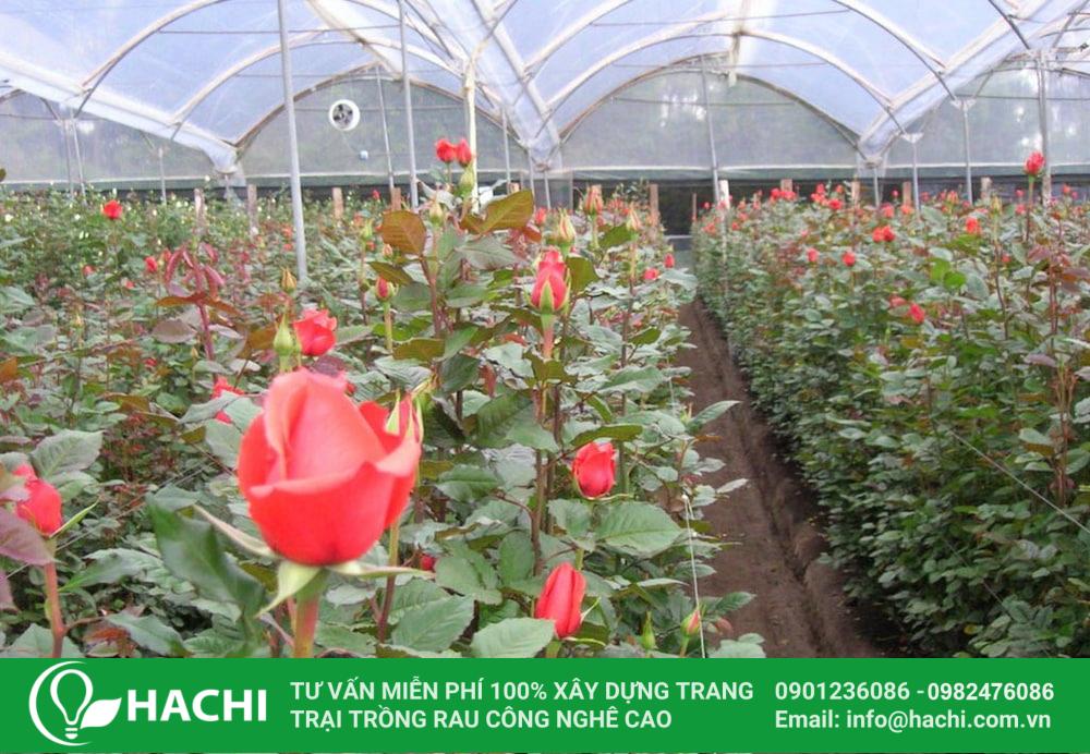 Hoa kiểng trồng trong nhà màng: Tất tần tật thông tin bạn cần biết 11 Tiến hành thu hoạch hoa