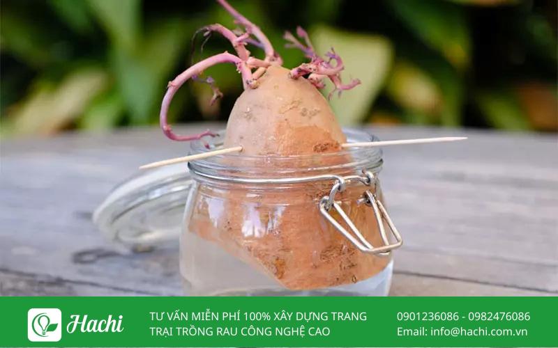 uu diem cach trong khoai tay thuy canh