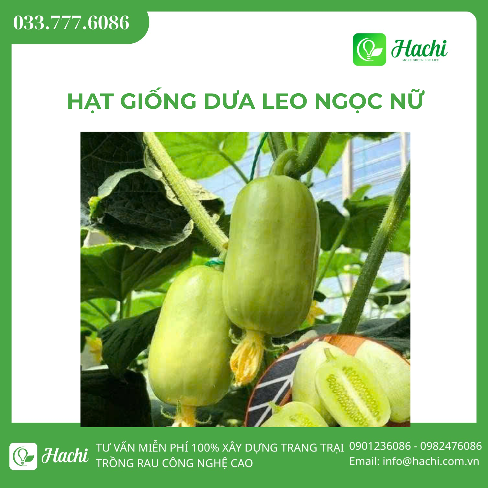 Hạt giống dưa leo ngọc nữ 1 DLNN