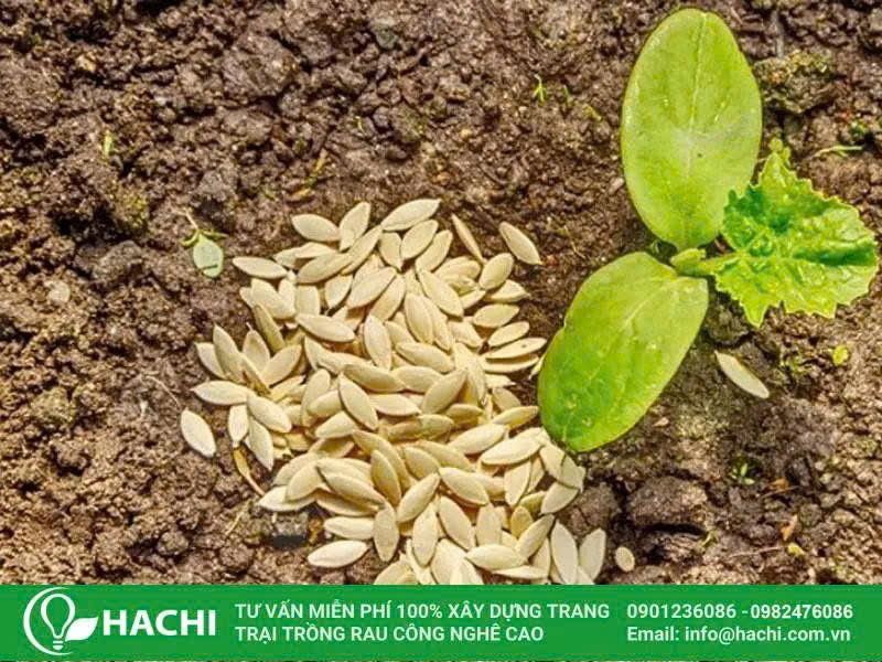 Hạt giống dưa leo ngọc nữ 3 Hạt giống dưa leo Ngọc nữ có mức giá khá phải chăng