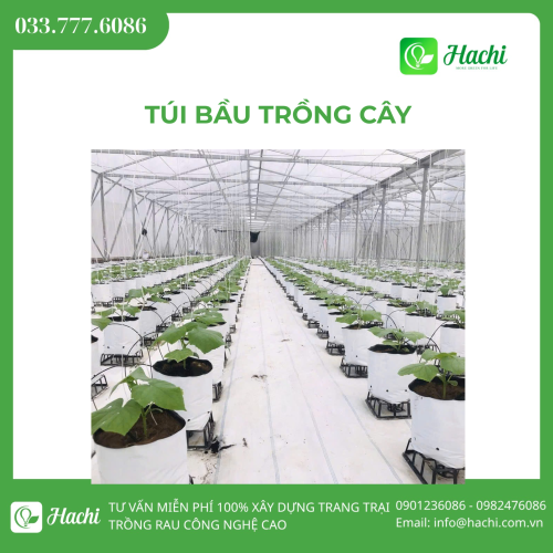 Túi bầu trồng cây