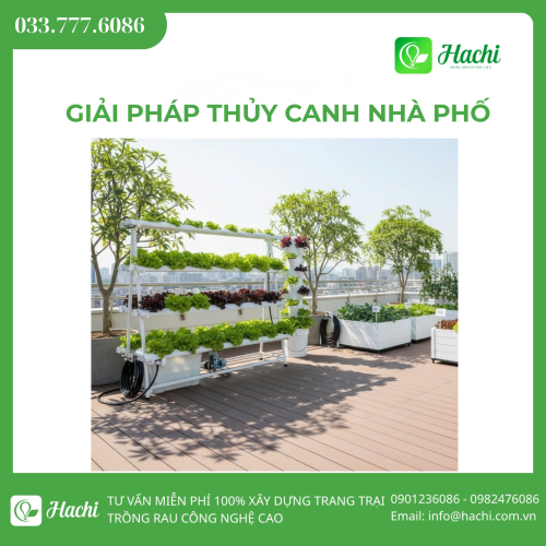 Giải pháp trồng rau thủy canh nhà phố