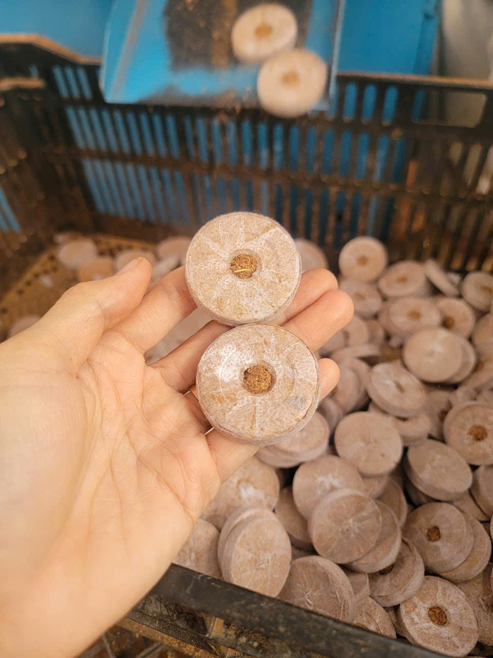 Viên nén xơ dừa 3 Viên nén xơ dừa được sử dụng rộng rãi làm giá thể trong nhà kính hoặc các mô hình nông nghiệp công nghệ cao