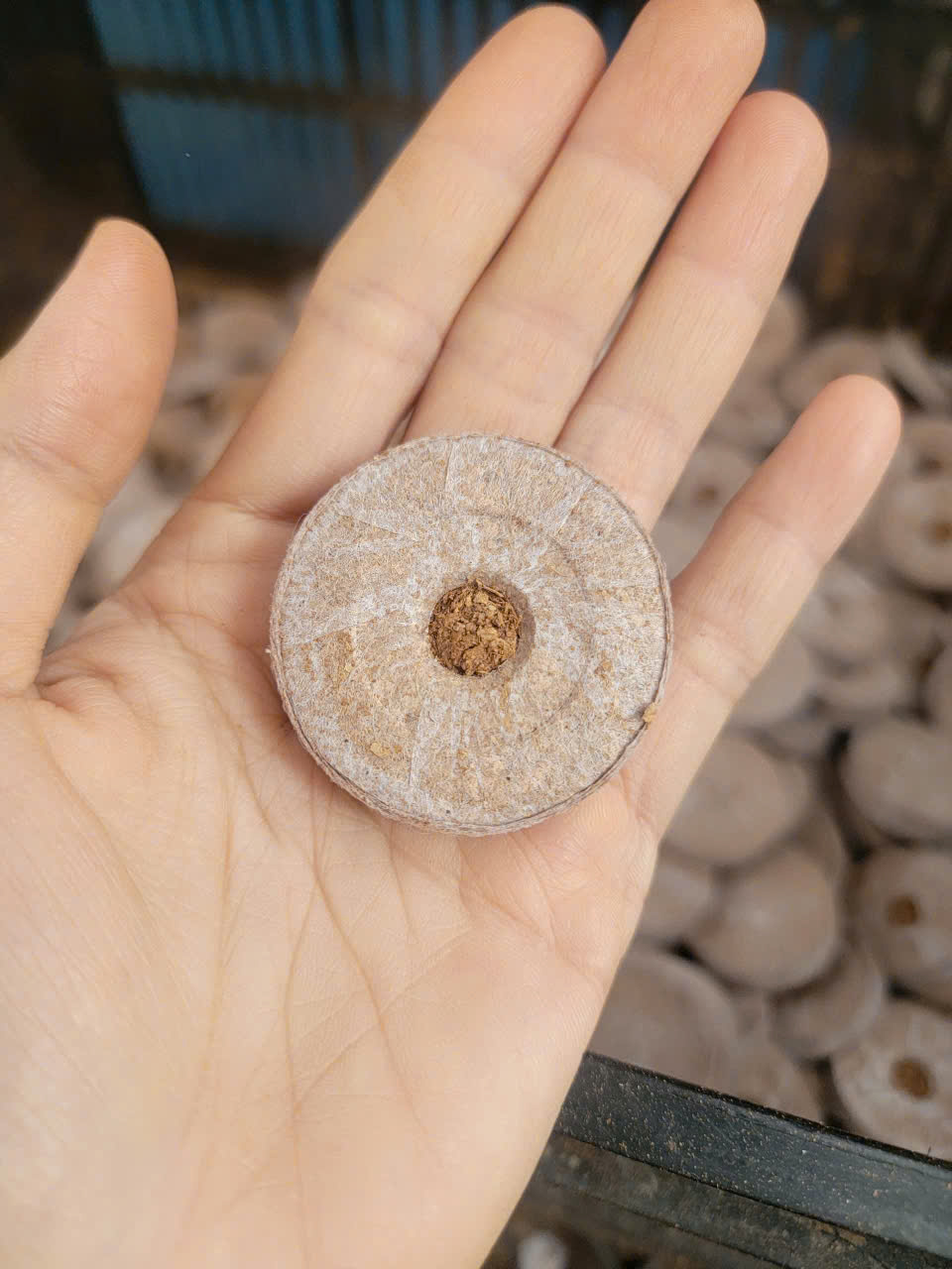 Viên nén xơ dừa 2 Viên nén xơ dừa