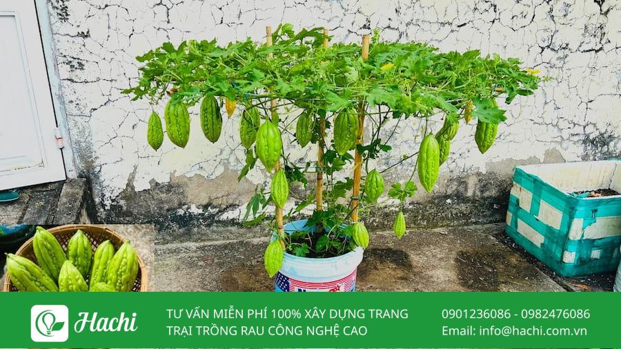 Những loại rau chịu nắng tốt trong mùa nắng nên trồng 10 Khổ qua có khả năng chịu nhiệt tốt