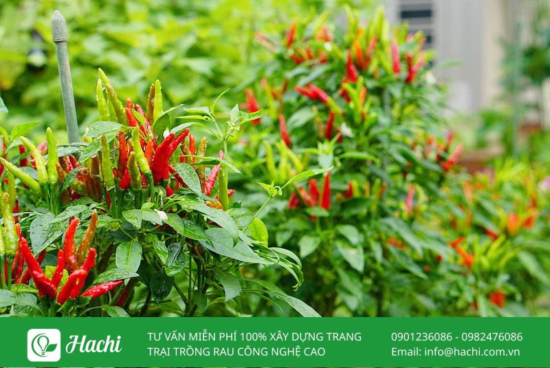 thu hoach ot trong thuy canh