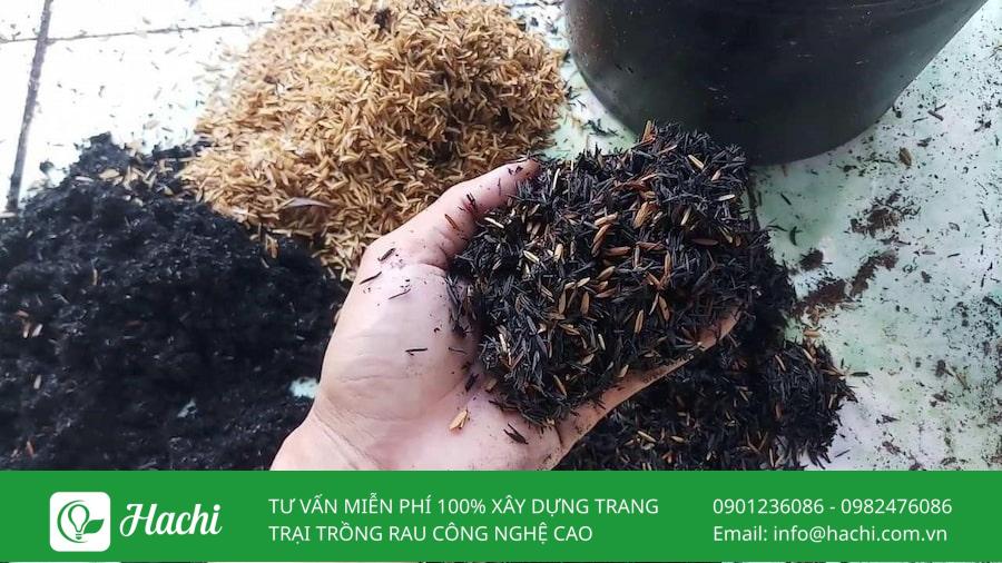 tro trau la gi