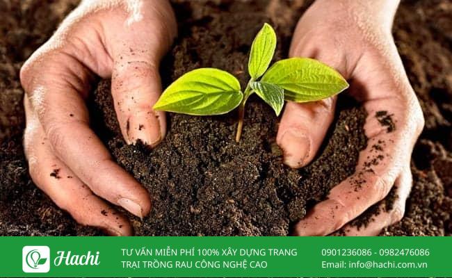Lấp đất vừa đủ khi trồng để cây không bị tổn thương rễ