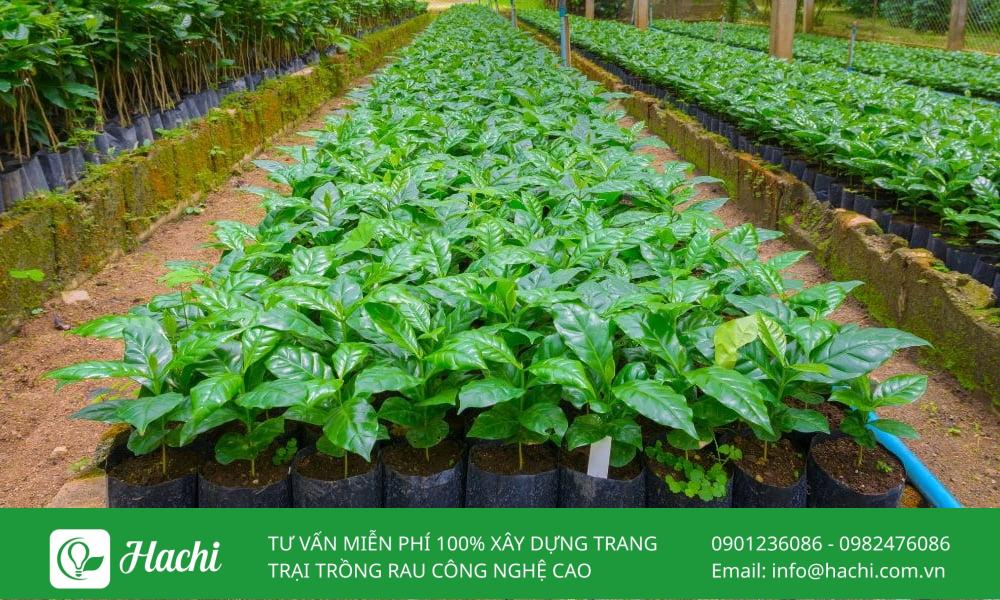 Việc không cung cấp đủ độ ẩm khiến cây bị vỡ bầu