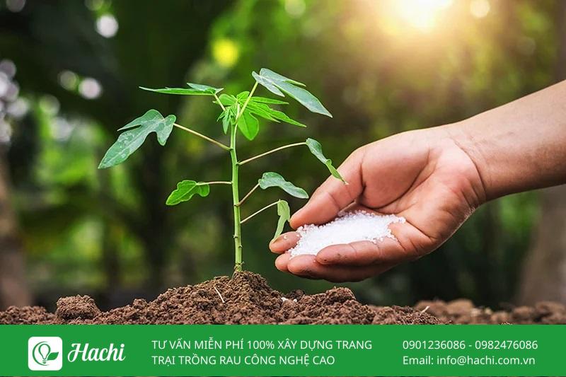 Bạn cần quan sát tình trạng cây thường xuyên để điều chỉnh lượng phân bón phù hợp