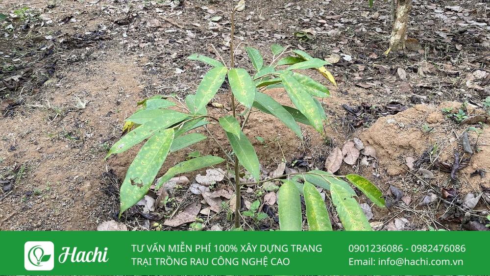Cây trồng bị vỡ bầu sinh trưởng chậm, giảm năng suất