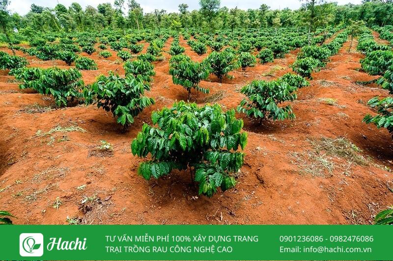 Mua đất trồng cây loại nào tốt nhất? Gợi ý cụ thể cho từng loại cây trồng 8 Đất đỏ Bazan thích hợp trồng điều, cà phê, hồ tiêu, cao su,...