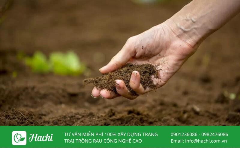 Mua đất trồng cây loại nào tốt nhất? Gợi ý cụ thể cho từng loại cây trồng 9 Mua đất trồng cây loại nào tốt