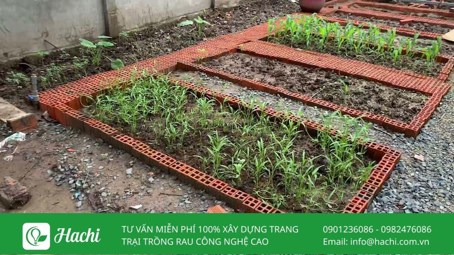 Tham khảo 10 mẫu xếp gạch trồng rau tại nhà đơn giản hiệu quả nhất 18 Xếp gạch trồng rau