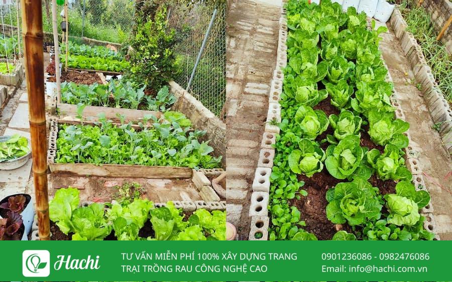 Tham khảo 10 mẫu xếp gạch trồng rau tại nhà đơn giản hiệu quả nhất 19 Xếp gạch trồng rau