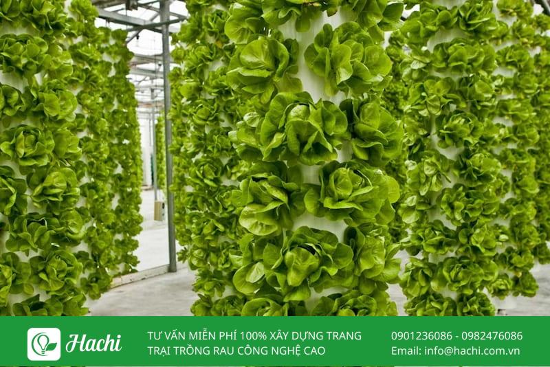 cac loai rau trong trong mo hinh khi canh