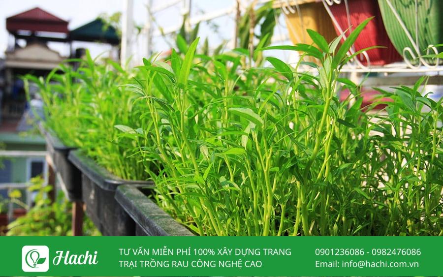 cach cham soc rau muong khi trong bang canh