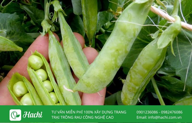 Đậu hà lan rất thích hợp trồng ở các khu vực ít nắng